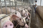 Giá lợn hơi hôm nay (23/11): Điều chỉnh tăng trở lại ở một số địa phương