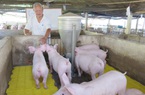Giá lợn hơi hôm nay (24/11): Miền Nam vẫn giữ mức cao nhất cả nước