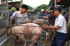 Giá lợn hơi hôm nay (25/11): Một loạt tỉnh thành ghi nhận giảm 4.000 đồng/kg