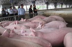 Giá lợn hơi hôm nay (26/11): Cả ba miền đều có xu hướng giảm