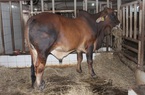 Thu nghìn tỷ từ chăn nuôi bò thịt chất lượng cao