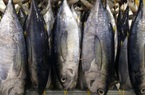 Xuất khẩu cá ngừ sang EU tăng trưởng tốt nhờ Hiệp định EVFTA