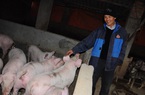 Giá lợn hơi hôm nay (30/11): Điều chỉnh nhẹ ở một số tỉnh thành