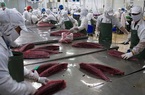Xuất khẩu cá ngừ sang thị trường Mỹ tăng trở lại