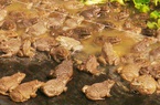 Sóc Trăng: Về quê nuôi ếch tuần hoàn theo kiểu độc lạ, cô Nam Phương khiến hàng xóm láng giềng phục sát đất