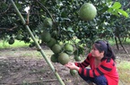 Vườn bưởi da xanh, đàn dê sinh sản giúp hộ nông dân ở Khánh Hòa có "của ăn của để"