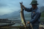 Nguy cơ “vỡ trận” cá tầm Việt: Lao đao bên hồ cá cạn