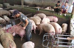 Giá lợn hơi hôm nay (2/12): Tăng - giảm nhẹ ở một số địa phương