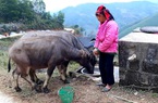 Lạng Sơn: Tăng cường công tác phòng chống đói, rét cho trâu, bò 