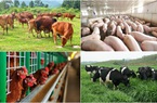 Chuyển mình từ năng lượng sang chăn nuôi, Tập đoàn Xuân Thiện khởi công dự án 36.000 tỷ đồng