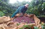 Giá nông sản hôm nay (23/12): Giá tiêu tiếp tục đi xuống, người dân lỗ với giá cà phê hiện tại