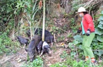 Lợn đặc sản miền Tây Nghệ An khan hiếm, giá 200.000 đồng/kg