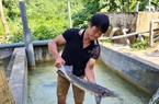 Nguy cơ "vỡ trận" cá tầm Việt: Đến lượt Hội Cá nước lạnh Lào Cai kêu cứu