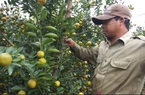 Người trồng quất Quảng Nam “đứng ngồi không yên” trước nguy cơ trắng tay vì mất mùa