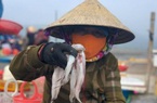 Rộn ràng ra khơi săn loại cá đặc sản, ngư dân Hà Tĩnh thu tiền triệu mỗi ngày