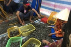 Phát hiện gần 80kg tôm tươi được bơm hoá chất ở Kiên Giang
