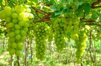 Đồng Nai: Lạ, nông dân trồng bắp bán thân cây, trồng nho bán lá cho doanh nghiệp muối chua xuất khẩu