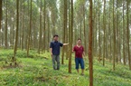 Tổng cục Lâm nghiệp: 100% hồ sơ yêu cầu giải quyết thủ tục hành chính được trả đúng hạn