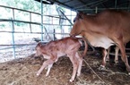 Ninh Thuận: Bò tót sinh con nặng khoảng 20kg sau dự án 1,9 tỷ đồng