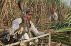 WTO sắp giải quyết loạt khiếu nại về trợ cấp mía đường của Ấn Độ