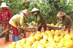 Một doanh nghiệp nông nghiệp hữu cơ tỉnh Bắc Giang vừa xuất khẩu thành công 36.000 quả bưởi đào đường sang nước nào?