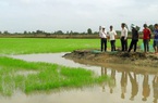 Bạc Liêu: Trồng giống lúa này, nông dân khỏi lo phải đi bán vì có doanh nghiệp mua hết