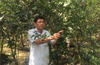 Vĩnh Long: Cả xóm cất nhà tường nhờ trồng cam trái vụ