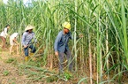 Thủ tướng: Nhà nước không bao cấp cho ngành mía đường