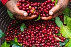 Giá cà phê giảm mạnh do virus Corona