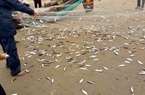 
Ngư dân Thừa Thiên Huế được mùa cá trích