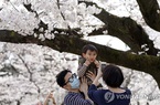 Người dân Nhật Bản vẫn đổ xô đi ngắm hoa anh đào giữa dịch Covid-19
