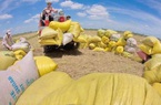 Bộ Công Thương hé lộ lý do đưa ra đề xuất tạm dừng xuất khẩu gạo
