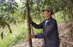 Lạng Sơn: Xây dựng vùng trồng quế, hồi hữu cơ xuất khẩu 