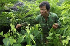 Nông dân Lạng Sơn "biến" rau dại trên núi thành rau đặc sản nức tiếng