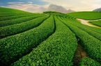 Cao Bằng: Doanh nghiệp đầu tư hơn 6.000 tỷ cho 34 dự án nông nghiệp