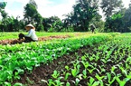 Đắk Lắk: Ngày càng nhiều mô hình khởi nghiệp từ nông nghiệp sạch