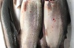 Cá hồi Sa Pa còn tồn hơn 200 tấn, giá chỉ hơn 150.000 đồng/kg