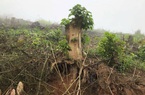 Nghệ An: Sai phạm nghiêm trọng ở các ban quản lý rừng phòng hộ

