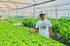 Nhượng lại công ty, 7X thuê đất trồng rau thủy canh thu 2 triệu đồng/ngày