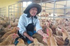 Người nông dân bắt gà “đẻ” tiền tỷ