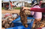 Ngắm những loài hải sâm đắt giá của xứ đảo Phú Quý