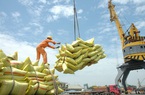 Xuất khẩu gạo “đón sóng” EVFTA