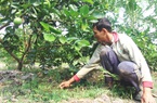 Nông dân miền Tây chăm vườn cây ăn trái sau hạn mặn