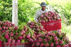 Giá thanh long tăng mạnh trở lại