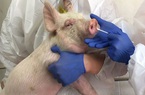 Phát hiện virus cúm lợn mới có khả năng thành đại dịch