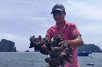 "Cánh đồng" lạ mắt trên vịnh Bái Tử Long, dân Vân Đồn đi “gặt” loài béo ngậy, ngọt lừ