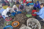 Hàu Vân Đồn ứ đọng lớn, giá giảm sâu, ngư dân đứng ngồi không yên 