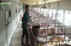 Lo ngại bệnh dịch tái diễn: Dân rụt rè trong việc tái đàn lợn