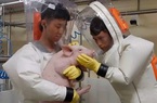 Trung Quốc khẳng định theo dõi sát tình hình cúm lợn, Việt Nam đủ năng lực xét nghiệm virus