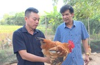 Quảng Ninh: Lần đầu tiên có hội thi chọn "Vua gà"